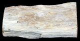 Polished Petrified Wood Limb - Madagascar #54606-2